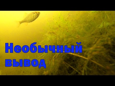 геркулес для рыбалки на карася геркулес для рыбалки на карася