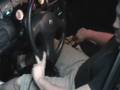 rage tek dog box