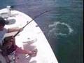 100lb Jew Fish Boca Grande