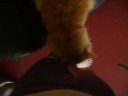 Crazy Cat Movies: Harry Runs