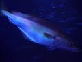 Sealife Oberhausen