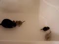 Chinchilla Vids Part 1 Chinchilla Vids Part 1