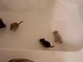 Chinchilla Vids Part 1