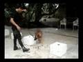 MANALO K9 Bomb Dogs - Blind Search Demo (Part 2)