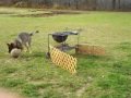 Amazing German Shepherd Soccer Goalie Gabby!