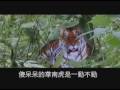 《大陆新闻解读》第76期之变调主旋律悲情二零零八-- --根据《恋曲一九九零》改编www.ntdtv.com 悲情二零零八悲情二零零八拉萨四川地震俯卧撑刀客结石宝宝三聚氰胺神七华南虎四万亿凄惨惨的零八年转眼就溜走，如果中共不倒明年也没盼头如果中共不倒永远都没有盼头其他推荐: 神韵晚会－神韵艺术团全球巡演www.DivinePerformingArts.org Divine Performing Arts 2009 World Tour www.DivineShows.com 费城各界观众感谢神韵传译出真正的中国www.cntv.us