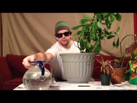 how to transplant pothos