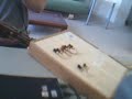 Student bassoon reeds testing, Rainbow Reeds. Student bassoon reeds testing, Rainbow Reeds.