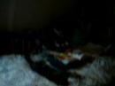 Arcangelo reading (6 yrs) - Dutch footage Arcangelo reading (6 yrs) - Dutch footage