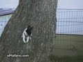 Dog Spider [Cachorro Aranha]