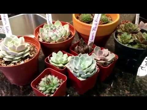 how to transplant aeonium