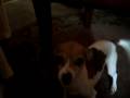 puppy attack