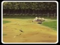 sauke want sakura -magic words-