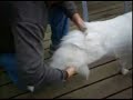 Dog Chiropractic Sacro-Iliac Joint Move