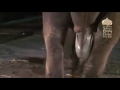 Gajah Beranak.mp4