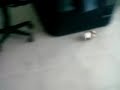 MI CONEJA Y MI CUYA HERMOSA