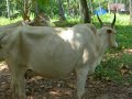 Route De Terre  - Goa
