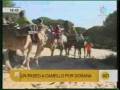 videos de PASEO EN DROMEDARIO PARQUE DUNAR DOÑANA 2.avi