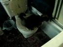 cat using the toilet