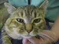 Cat Bite Abscess in a Cat