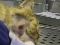 Cat Bite Abscess in a Cat