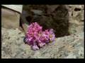 Life of Mammals - Pikas