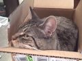 Adorable 10-month old female kittens available for adoption (Rahway, NJ)