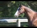 Dressage Simply Southern - Open