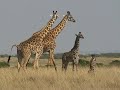 Zébras and giraffes in Masai mara