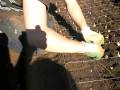 videos de Emerald - Hannes beim Iris pflanzen.MOV