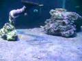 Our saltwater 4 x 8 x 1 coral reef tank