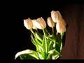 Tulips Time Lapse