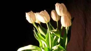 Tulips Time Lapse