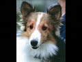 Dogs of Indiana Sheltie Rescue