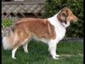 Dogs-of-Indiana-Shel