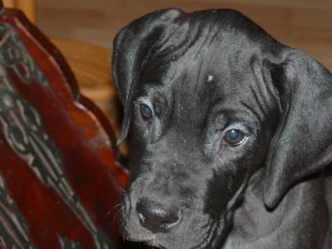 dogue allemand
