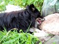 dog licking rocks