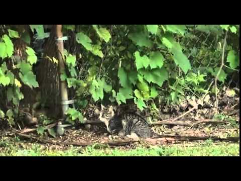 Hundreds of Cats Take Over New York Island