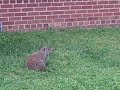 hewad the beaver at luther jackson ms