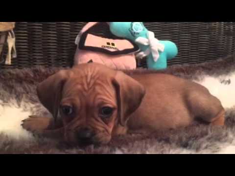 Spunky, adorable babygirl Puggle!