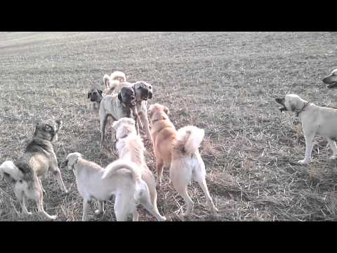 Kangal