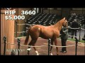 I'll Have Another-Auction - YouTube