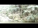 tripiando como tarzan y sin chita
