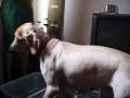 Dino the Golden Retriever - I Hate Hot Spots!!!