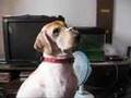 Dino the Golden Retriever - I Hate Hot Spots!!!