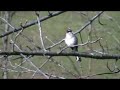 Spottdrossel [Mockingbird] [nordamerikanischer Singvogel]