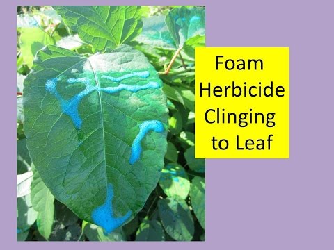 how to eliminate japanese knotweed
