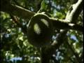 videos de Seychelles Travel Doc Part 06