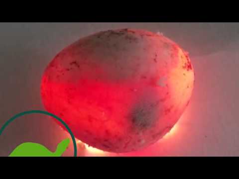 YouTube reptile video