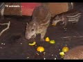 Cria�ao comercial de Pacas e Catetos
